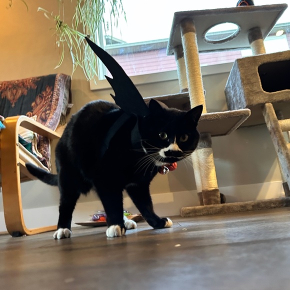 Cute Cat or Dog Halloween Costume Black Bat Wings with Bells - Picture 6 of 7